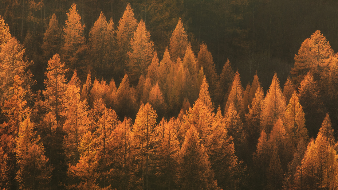 Skincare Swap: Transitioning Your Routine from Summer to Autumn