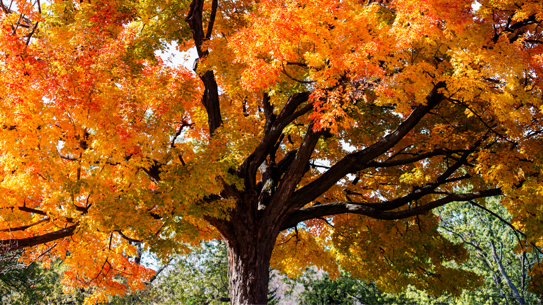 Ingredient Spotlight: Sugar Maple Extract – Nature’s Secret to Radiant Skin