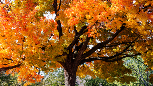 Ingredient Spotlight: Sugar Maple Extract – Nature’s Secret to Radiant Skin